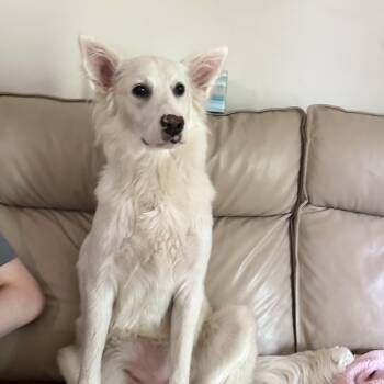 Rosie -  Great Pyrenees Dog for Adoption in Columbia, Maryland - Rosie | PetCurious
