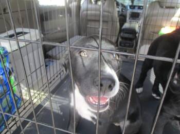 Labrador Retriever Dogs Available for Adoption in Ocala, Florida - A380967 | PetCurious