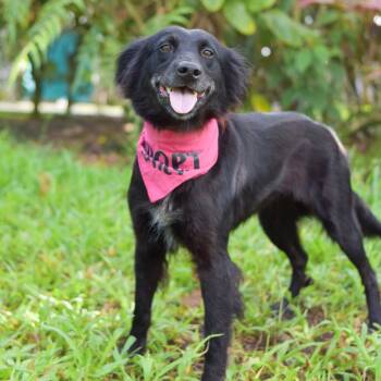 Rescue Mixed Breed Dogs for Adoption in Kailua-kona, Hawaii - Sookie | PetCurious