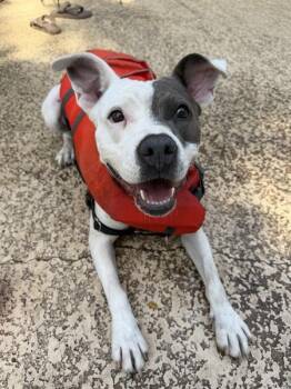 Lila -  Pit Bull Terrier Dog for Adoption in Austin, Texas - Lila | PetCurious
