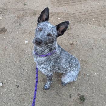Lovey -  Australian Cattle Dog Blue Heeler Dog for Adoption in Goleta, California - Lovey | PetCurious