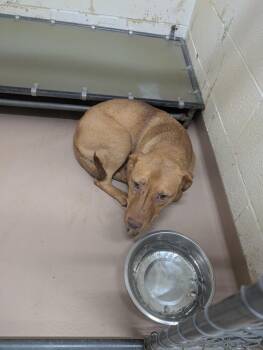 Tom Collins -  Pit Bull Terrier Dog Available for Adoption in Nacogdoches, Texas - Tom Collins | PetCurious