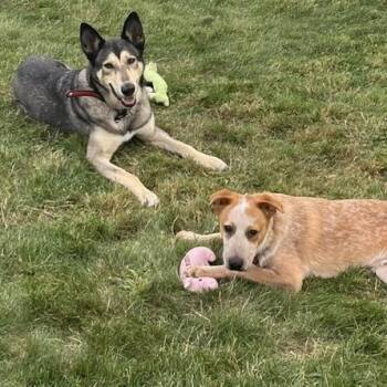 Robbie Love Bug, Smart, & Adventure Buddy. Fostered in Woburn, M -  Cattle Dog and Australian Cattle Dog Blue Heeler Dog for Adoption in Houston, Texas - Robbie Love Bug, Smart, & Adventure Buddy. Fostered In Woburn, M | PetCurious