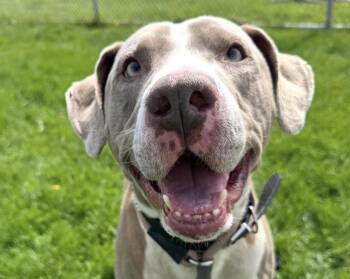Hound Dogs Available for Adoption in Euclid, Ohio - Cletus | PetCurious