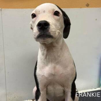Rescue Pit Bull Terrier Dogs for Adoption in Cresco, Pennsylvania - Frankie | PetCurious