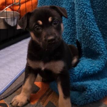 Rescue Australian Kelpie and Mixed Breed Dogs for Adoption in Austin, Texas - Drama DD | PetCurious