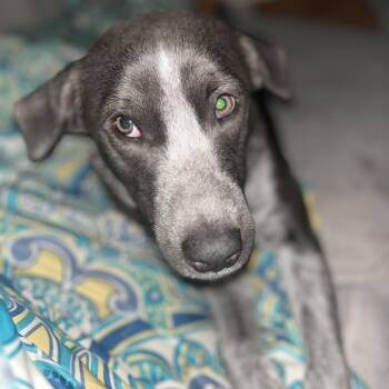 Shadow -  Australian Cattle Dog Blue Heeler and Mixed Breed Dog for Adoption in Pittsburg, Kansas - Shadow | PetCurious