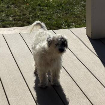 Patches -  Shih Tzu and Mixed Breed Dog for Adoption in Tacoma, Washington - Patches | PetCurious