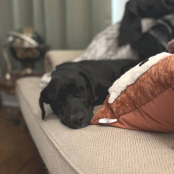 Labrador Retriever Dogs Available for Adoption - Dodger | PetCurious