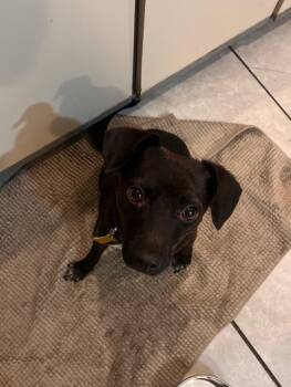 Chihuahua Dogs Available for Adoption in Salt Lake City, Utah - Millie May | PetCurious