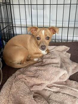 Chihuahua Dogs Available for Adoption in New London, Wisconsin - Tabitha | PetCurious