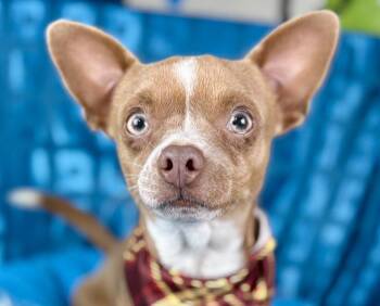 Rescue Chihuahua Dogs for Adoption in Hondo, Texas - Uno - Chihuahua Boy | PetCurious