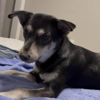 Mixed Breed Dogs Available for Adoption - Sophie | PetCurious