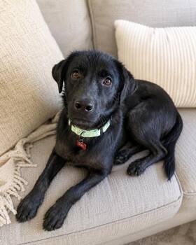 Darren Dixon -  Labrador Retriever and Black Labrador Retriever Dog for Adoption in Houston, Texas - Darren Dixon | PetCurious