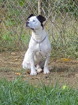 Rescue American Bulldog Dogs for Adoption in Crossville, Tennessee - WEENIE HOUDINI | PetCurious