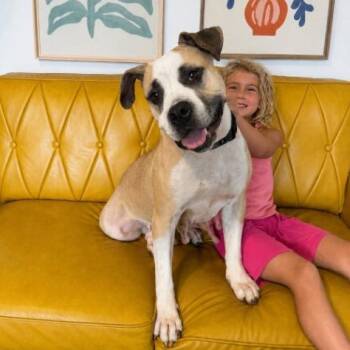 Tootie Cutie the Snorty Snuggly Princess -  American Bulldog and Boxer Dog for Adoption in Friendswood, Texas - Tootie Cutie The Snorty Snuggly Princess | PetCurious