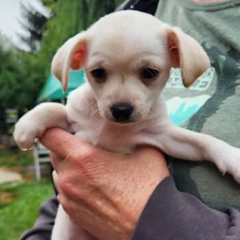 Bittie -  Chihuahua and Mixed Breed Dog for Adoption in Eureka, California - Bittie | PetCurious