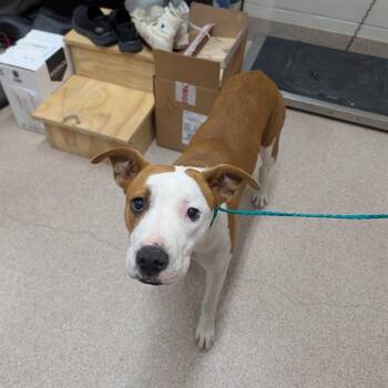 Misty -  Boxer and Mixed Breed Dog for Adoption in Ardmore, Oklahoma - Misty | PetCurious
