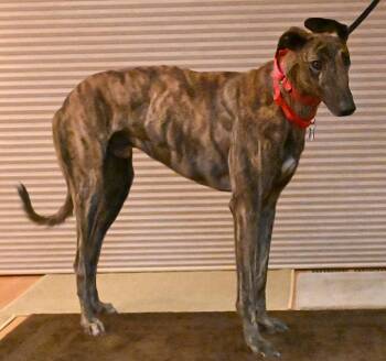 Spy -  Mixed Breed Dog for Adoption in Minneapolis, Minnesota - Spy | PetCurious