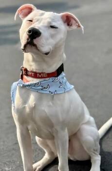 Rescue Pit Bull Terrier Dogs for Adoption in Roswell, Georgia - Donco | PetCurious