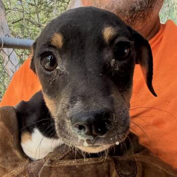 Dachshund and Terrier Dogs Available for Adoption in Nashville, Tennessee - Mucinex | PetCurious