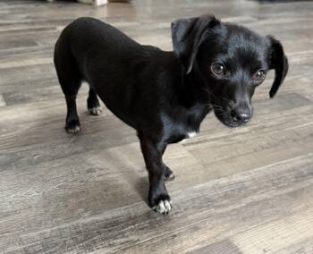 Priscilla -  Dachshund Dog for Adoption in Sequatchie, Tennessee - Priscilla | PetCurious