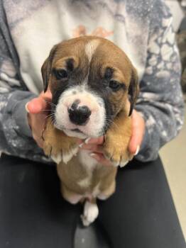 Hayes -  Terrier Dog for Adoption in Hopkinsville, Kentucky - Hayes | PetCurious
