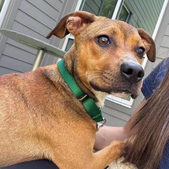 Nellie -  Mixed Breed Dog for Adoption in Greensboro, North Carolina - Nellie | PetCurious