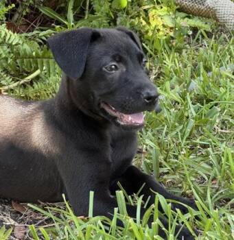 Blossom -  Pit Bull Terrier and German Shepherd Dog Dog for Adoption in Key West, Florida - Blossom | PetCurious