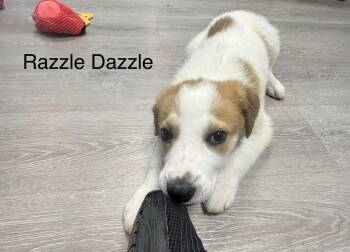 Coonhound and Great Pyrenees Dogs Available for Adoption in Ulster, Pennsylvania - Razzle Dazzle | PetCurious