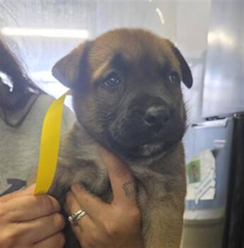 A883535 -  Pit Bull Terrier Dog for Adoption in Camarillo, California - A883535 | PetCurious