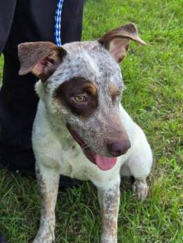 Rescue Australian Cattle Dog Blue Heeler Dogs for Adoption in Houston, Texas - Spot | PetCurious