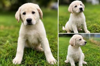 Coconut - black c -  Labrador Retriever and Great Pyrenees Dog for Adoption in Russellville, Kentucky - Coconut - Black C | PetCurious