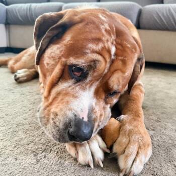 Rottweiler and Mastiff Dogs Available for Adoption in Ottawa Hills, Ohio - ZZ - Classified Ad - Charlie (Courtesy Listing - Not Affiliated  | PetCurious