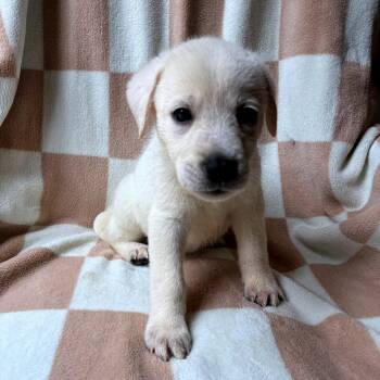 Corine -  Great Pyrenees and Mixed Breed Dog for Adoption - Corine | PetCurious