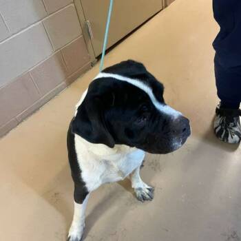 Rescue Mixed Breed Dogs for Adoption in Gadsden, Alabama - ELM 6 | PetCurious