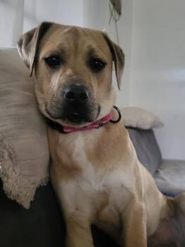 Terrier Dogs Available for Adoption - Lisa | PetCurious