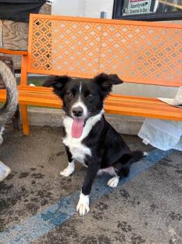 Churro -  Border Collie and Mixed Breed Dog for Adoption in Los Angeles, California - Churro | PetCurious