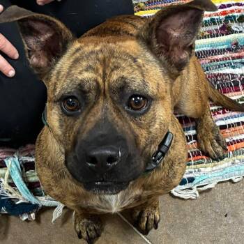 Shorty -  American Bulldog Dog for Adoption in Petersburg, Illinois - Shorty | PetCurious