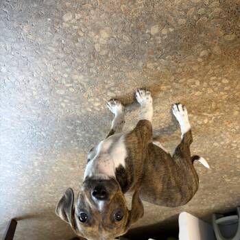 Cooper James -  Mixed Breed Dog for Adoption in Kenosha, Wisconsin - Cooper James | PetCurious