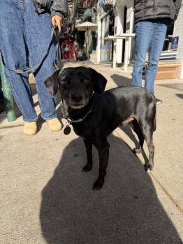 Onyx -  Chihuahua and Terrier Dog for Adoption in New York, New York - Onyx | PetCurious
