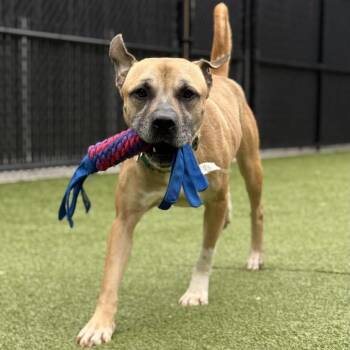 Stacks -  Mixed Breed Dog for Adoption in Greensboro, North Carolina - Stacks | PetCurious