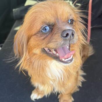 Pekingese Dogs Available for Adoption - Princess | PetCurious