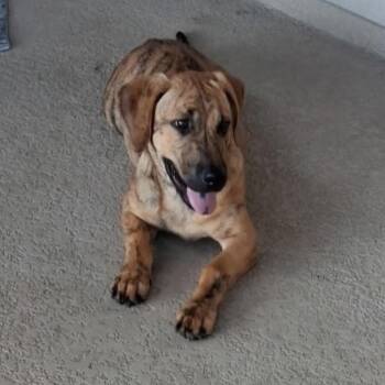 Rusty -  Basset Hound and Mixed Breed Dog for Adoption in Corpus Christi, Texas - Rusty | PetCurious