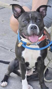 Bluebell -  Pit Bull Terrier Dog for Adoption in Irwin, Pennsylvania - Bluebell | PetCurious