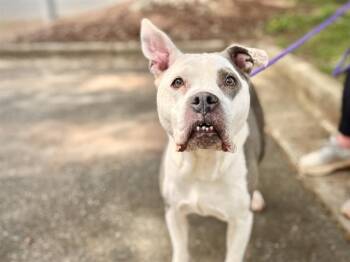 BELLA -  Pit Bull Terrier Dog for Adoption in Charlotte, North Carolina - BELLA | PetCurious