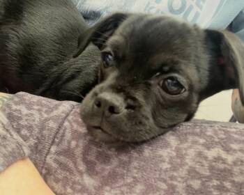 Chihuahua and Pug Dogs Available for Adoption in Los Angeles, California - Levi | PetCurious