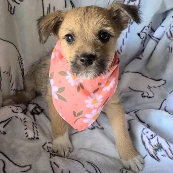 Chocolate Chip -  Mixed Breed Dog for Adoption in Woolwich, Maine - Chocolate Chip | PetCurious