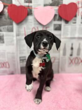 Labrador Retriever and Mixed Breed Dogs Available for Adoption - Rio | PetCurious