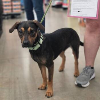 Little Dude SD -  Hound and Mixed Breed Dog for Adoption in Austin, Texas - Little Dude SD | PetCurious